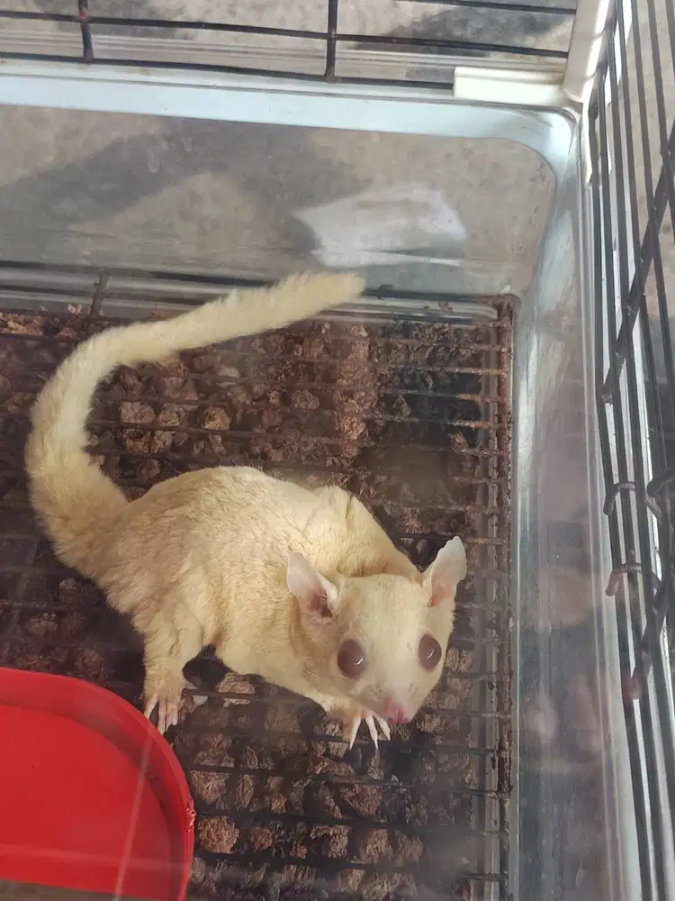 Breeding Siap! Sepasang Sugar Glider Creamino – Produktif & Jinak