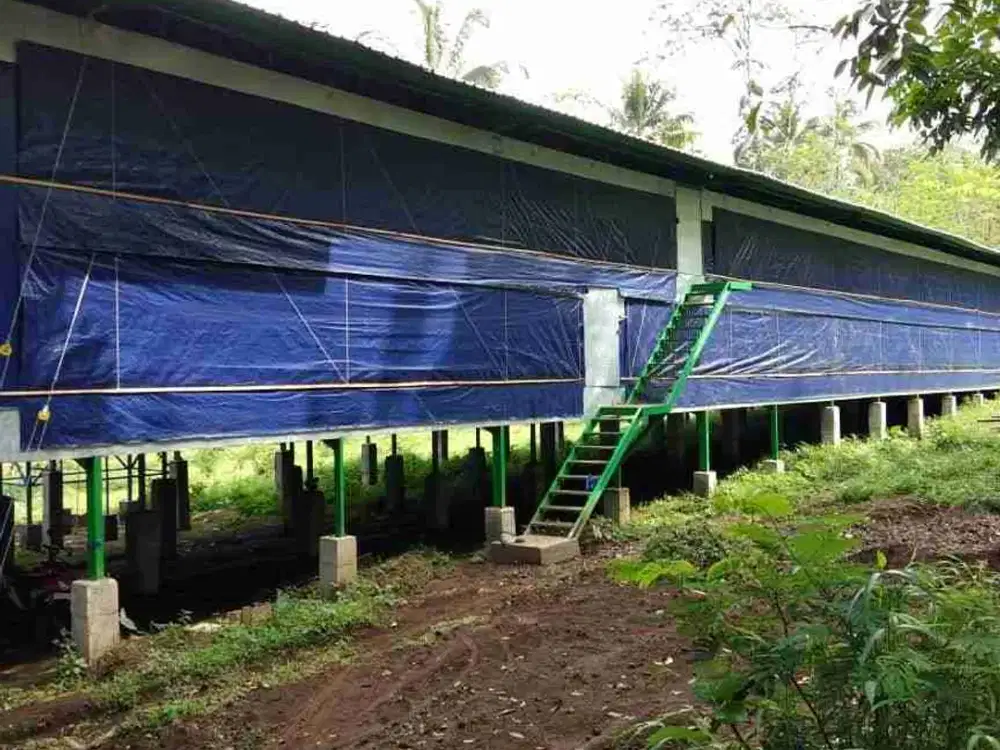 jual kandang ayam pedaging boiler aktif