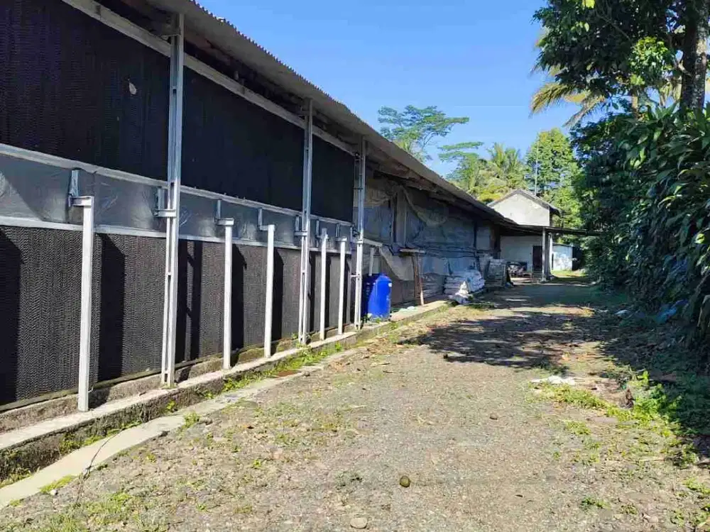 jual kandang ayam boiler ( ayam potong)