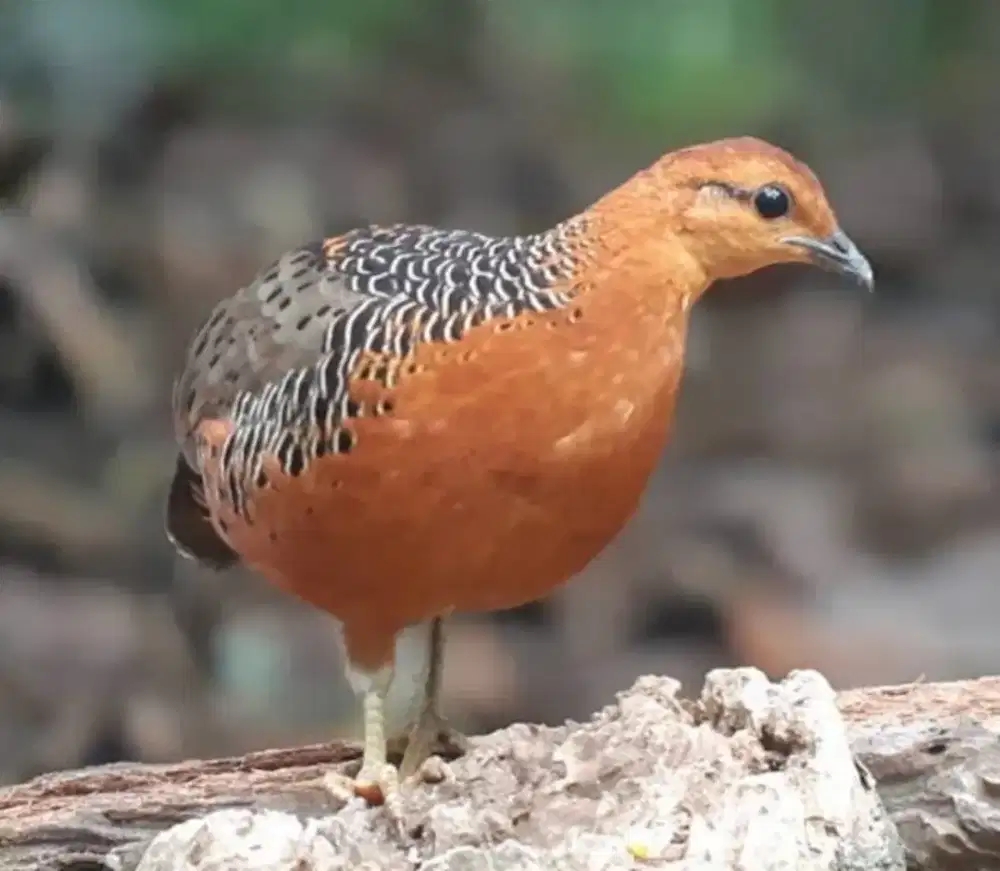 Burung Hias Puyuh Tarun