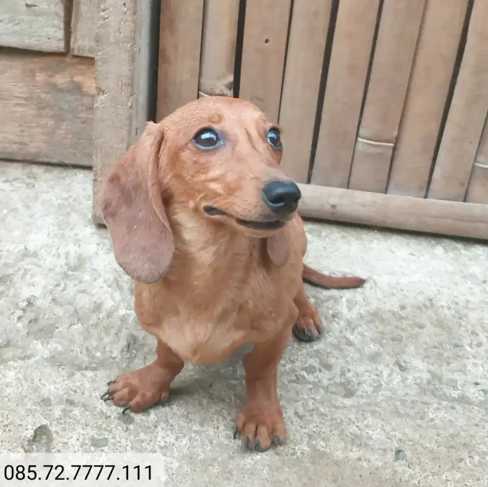 Anjing Tekel / Dachshund betina, body mini, minat serius wa no di foto