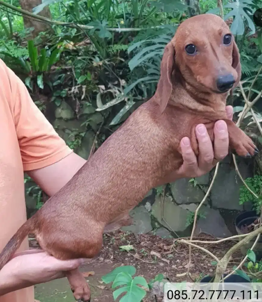 Anjing Mini Tekel / Mini Dachshund, Jantan. Minat serius wa no di foto
