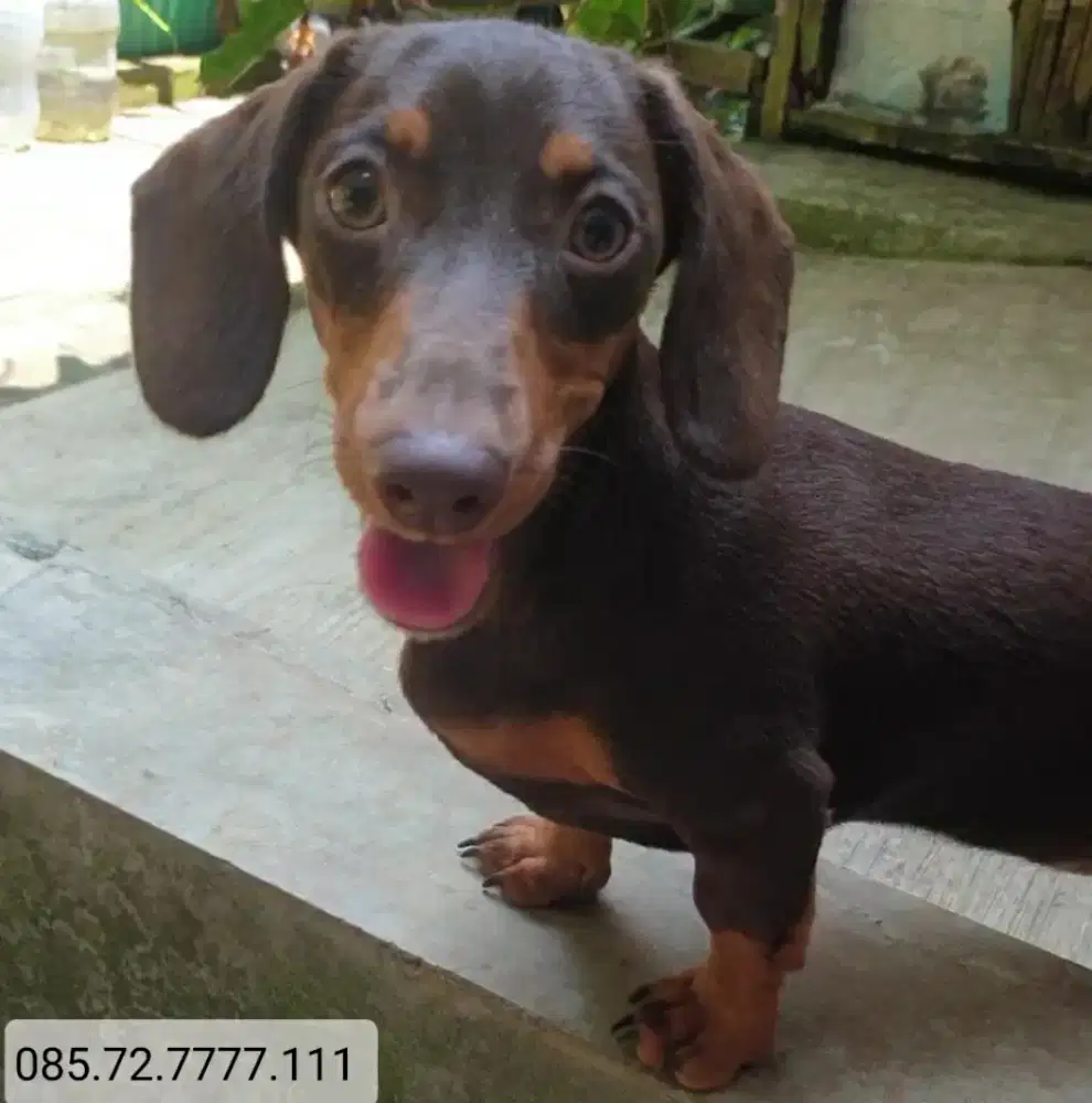 Anak anjing Mini Tekel / Mini Dachshund. Minat serius wa no di foto