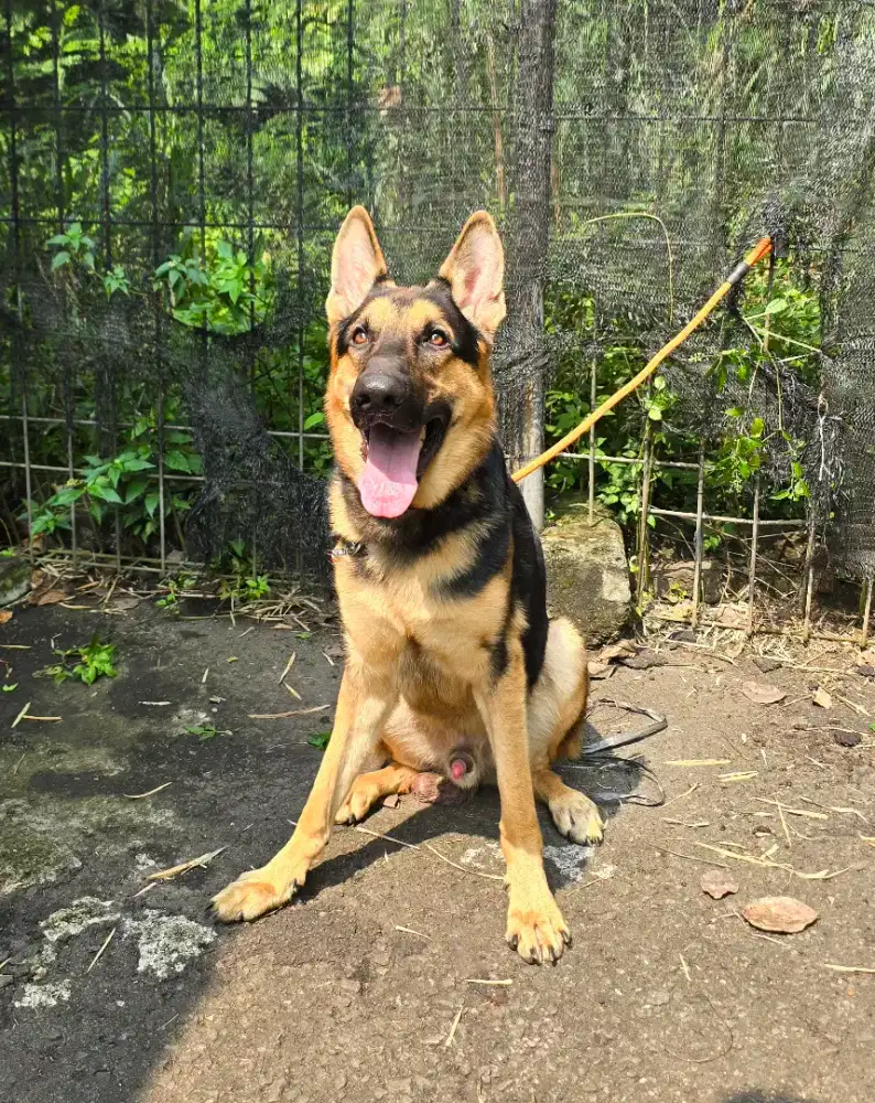 Pejantan herder german shepherd