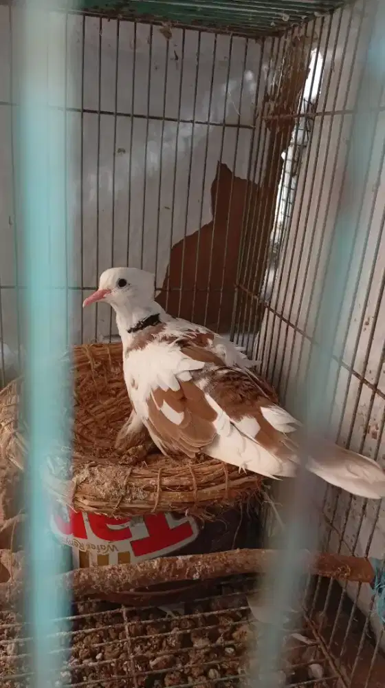 Burung Puter Sepasang Jantan blorok jambul + Betina Puter Pelung