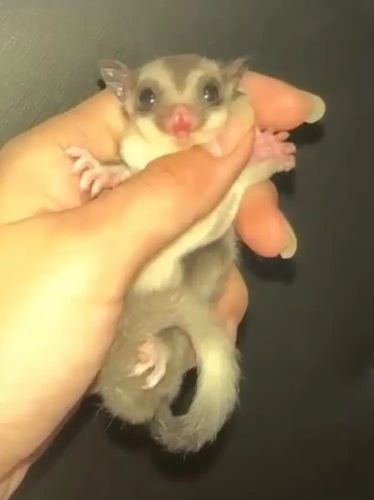 Joey Sugar Glider Low Mozaic Ringtail Betina