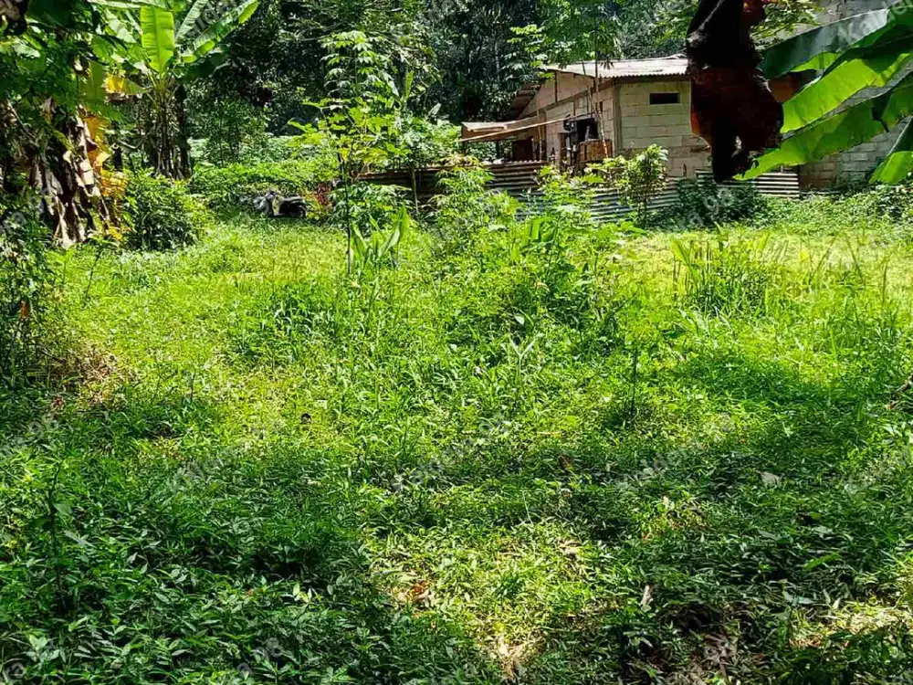 Dijual Tanah SHM Ready Dekat SMPN 22 Gunungpati Hanya 3 Menit Luas 230 m2 Hanya 165 Juta nego