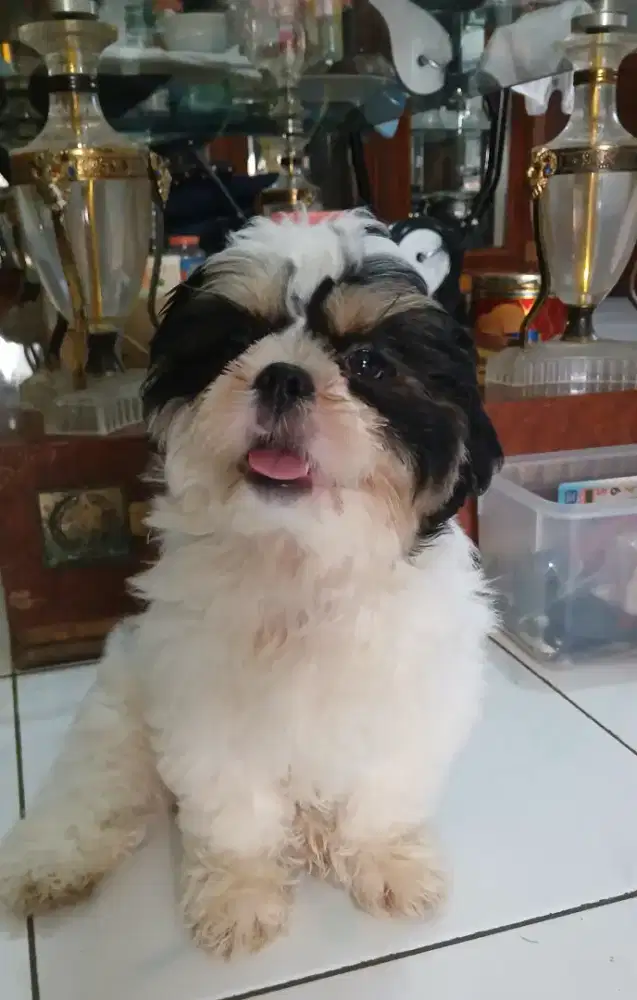 Anakan Shitzu non Stb.