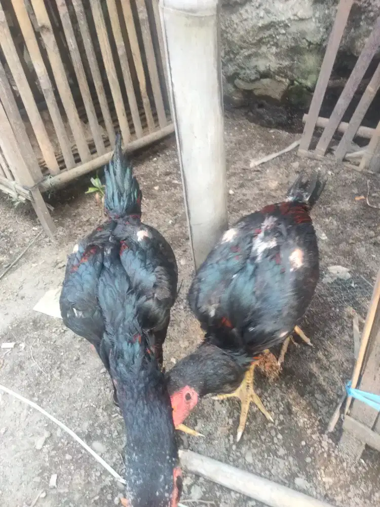 Ayam Bangkok muda murah