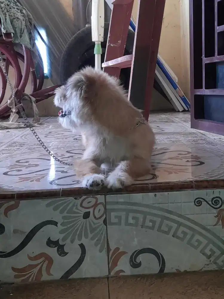 anjing kintamani x shitzu