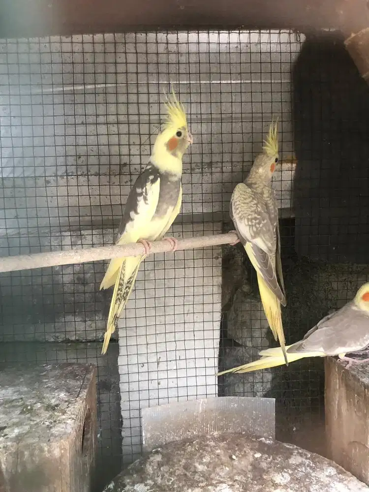 Burung falk parkit australia