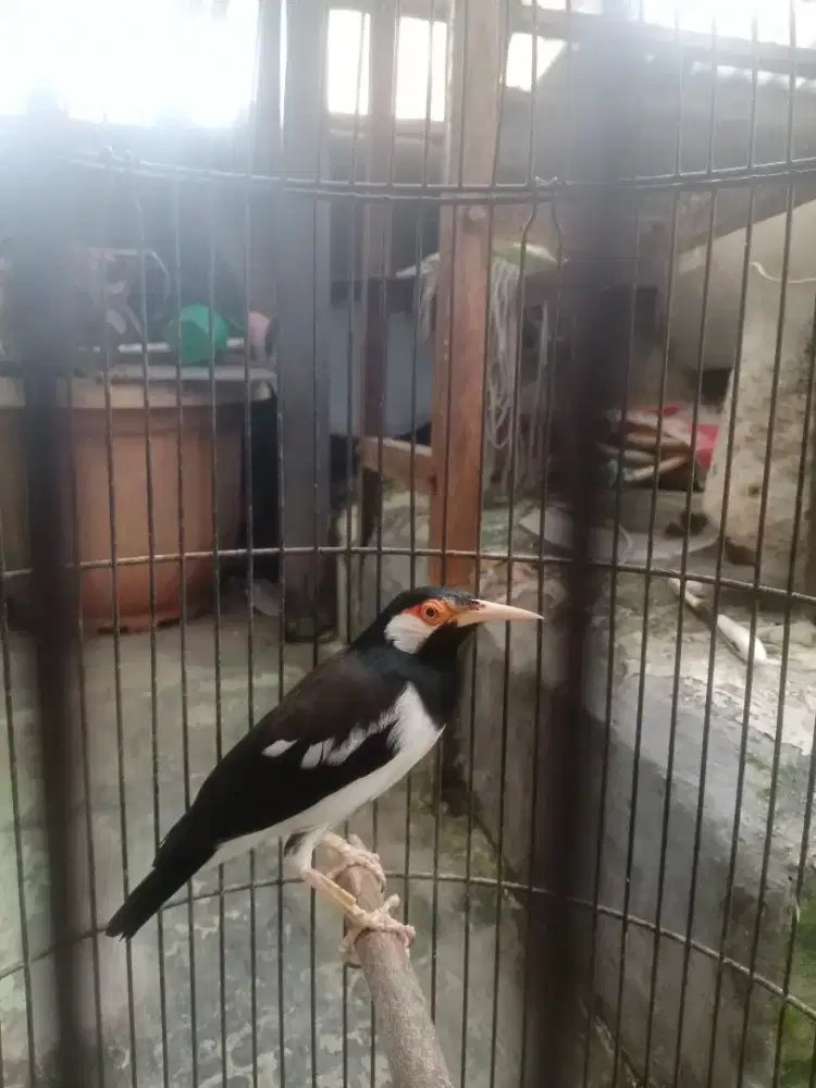 Jalak suren (Mandiri)