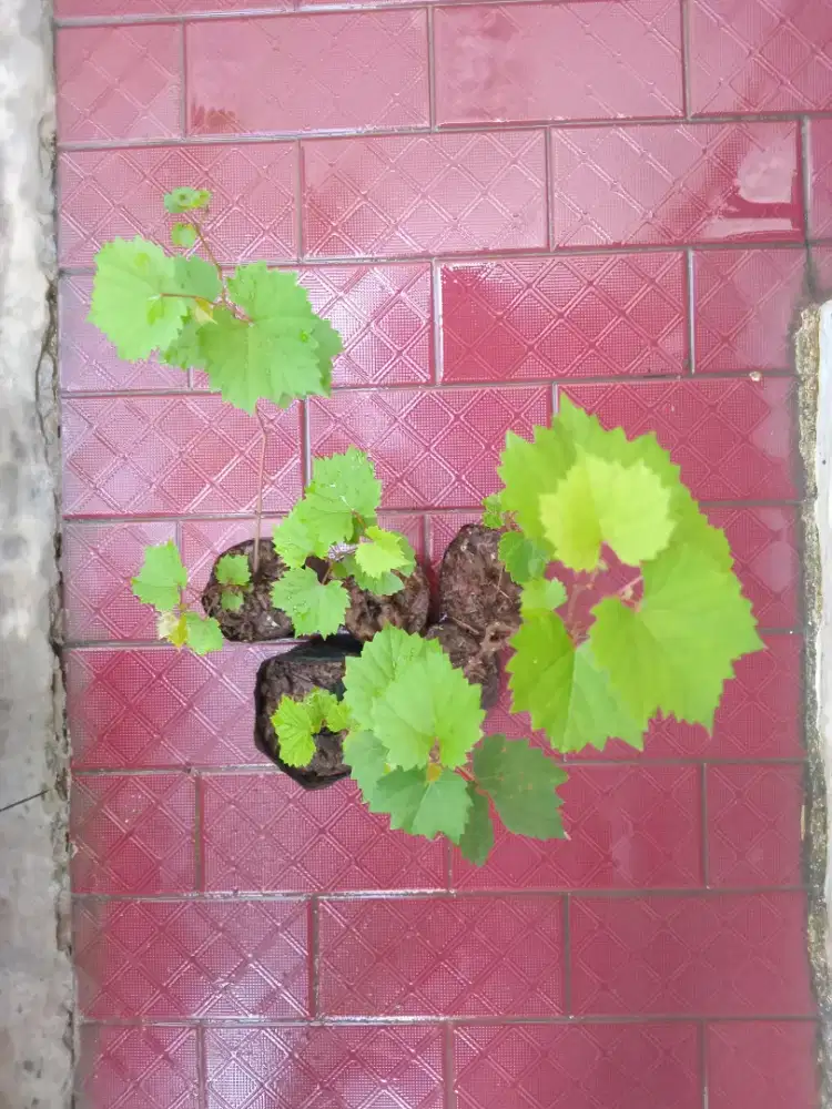 Bibit tanaman anggur hijau