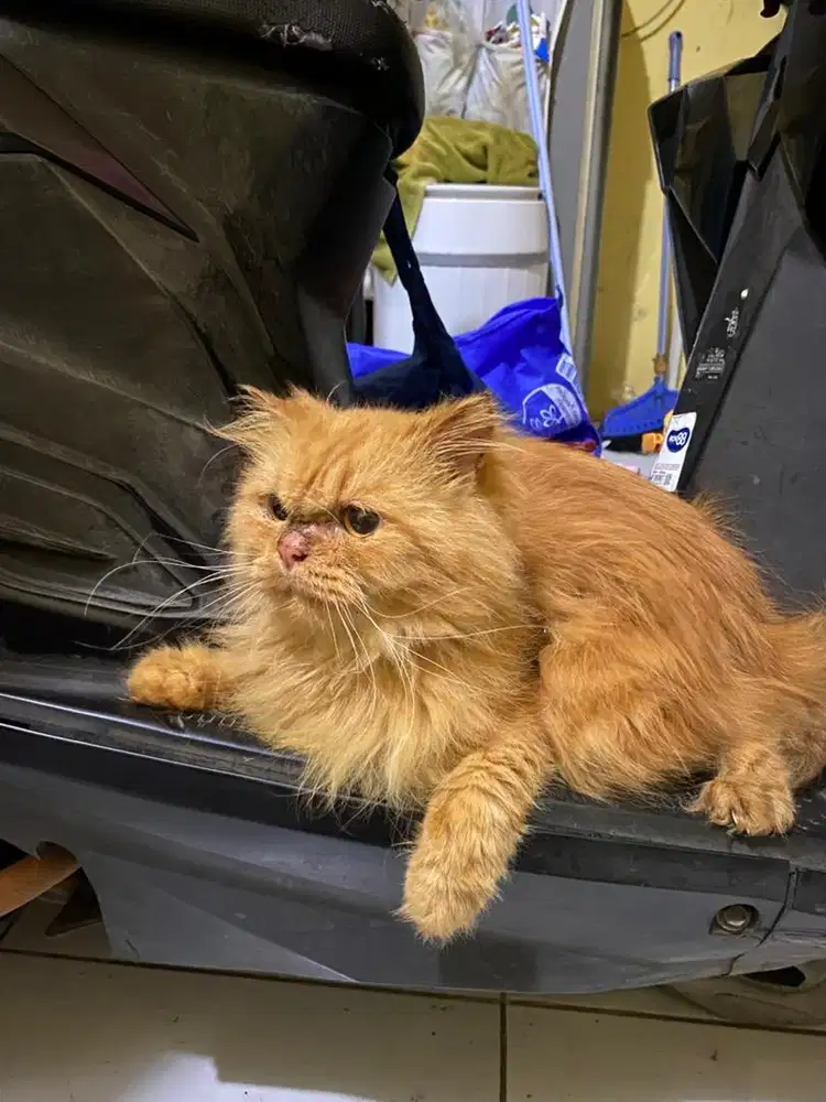 Indukan Kucing Persia Jantan