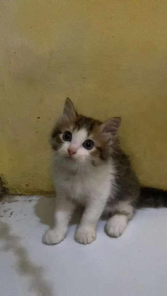 Kitten Kucing Persia Siberian