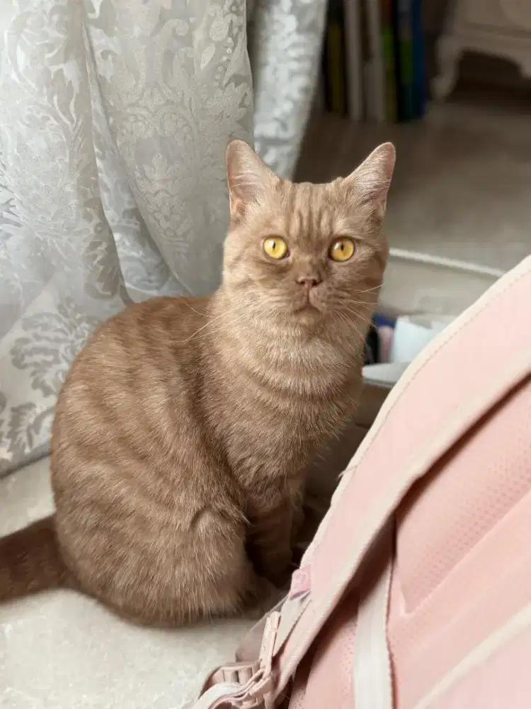 BSH British Cinnamon Male Ped WCF Excellent Certified Good Character