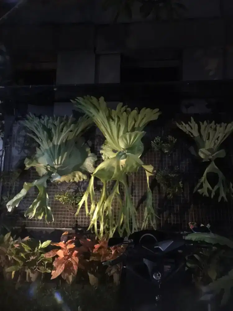 Di jual simbar besar big size