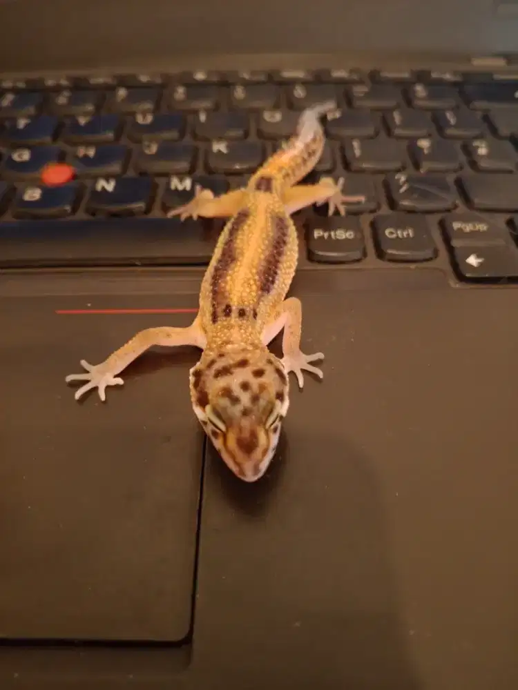 Gecko Juvenile redstripe