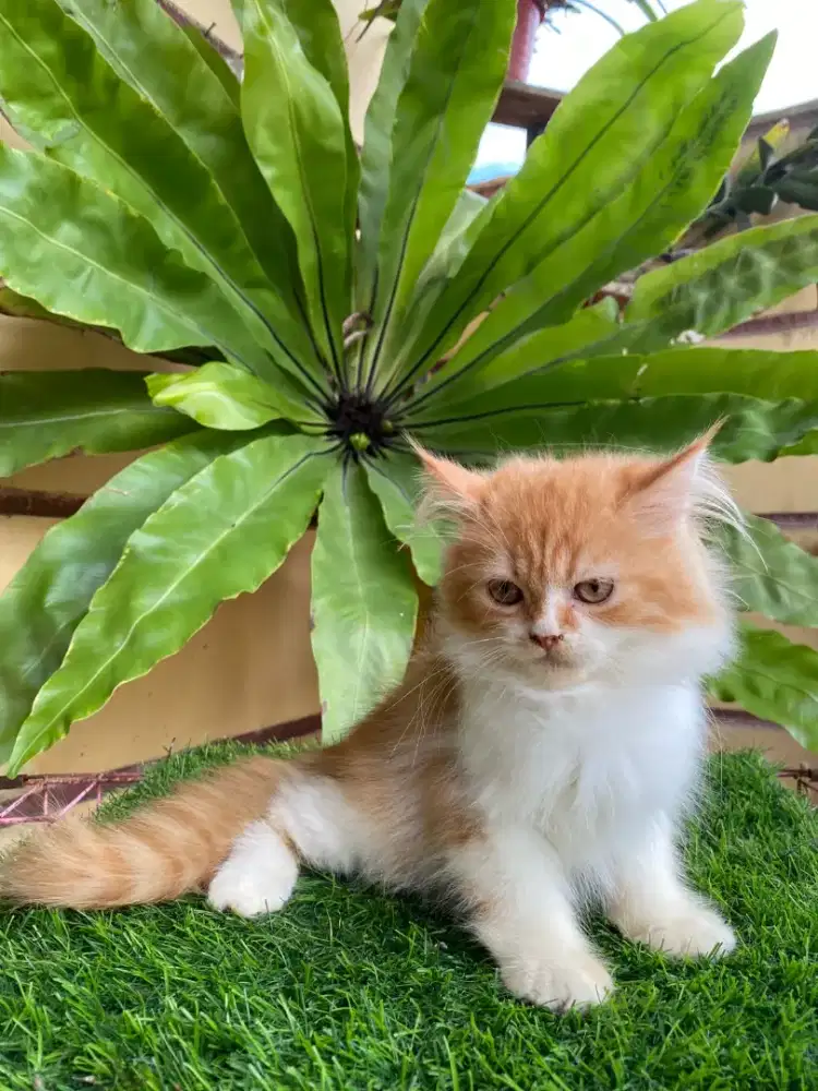 Kucing Ras Anggora Persia