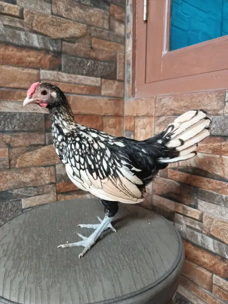 Ayam batik Italy jantan