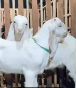 sepasang bakalan kambing etawa senduro super 5-6 bulanan siap ternak