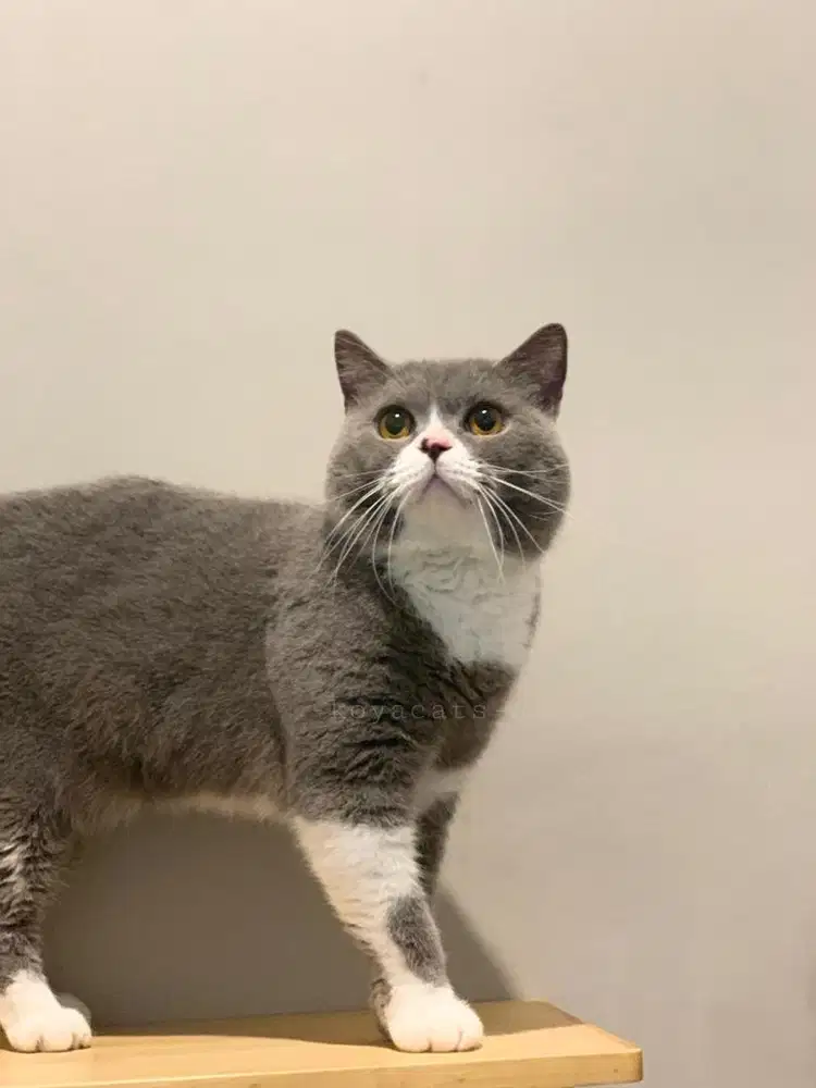 British shorthair Pedegree