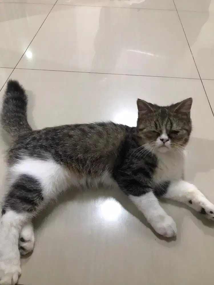 READY TO ADOPTS EXO SHORT HAOR(JANTAN/5bln)