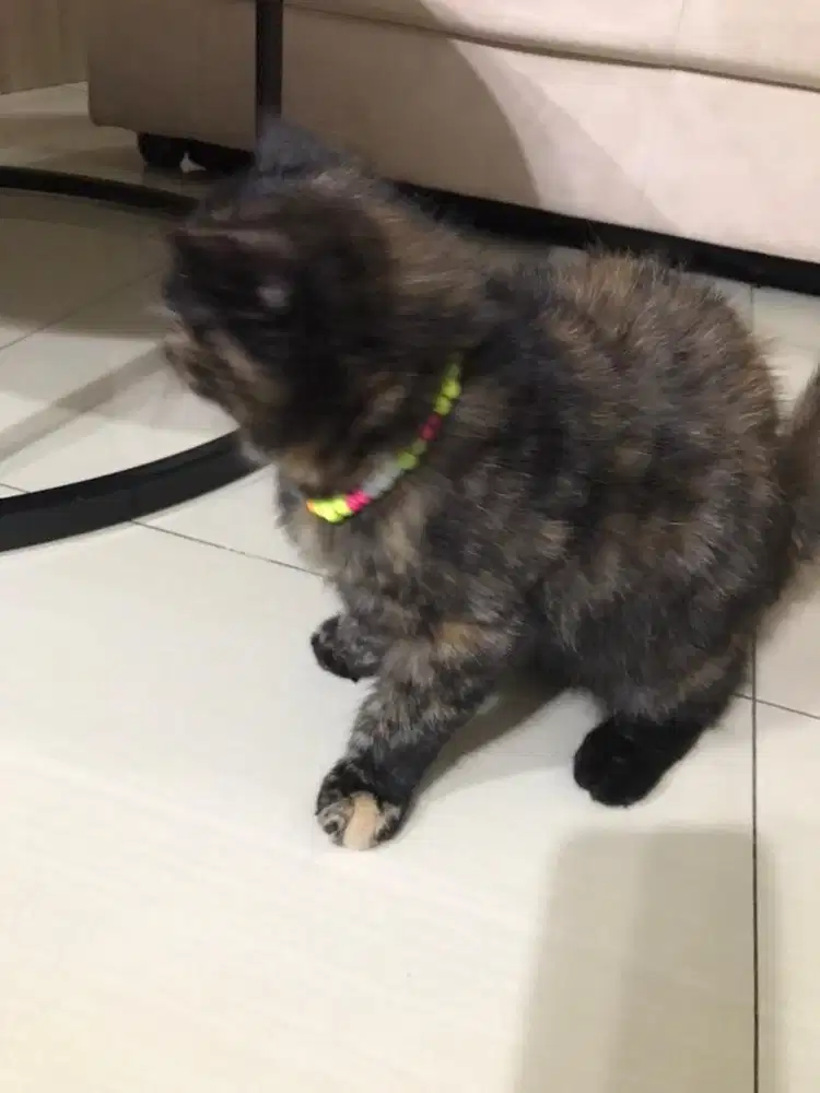 READY ADOPTS EXO CALICO (BETINA/5bln)