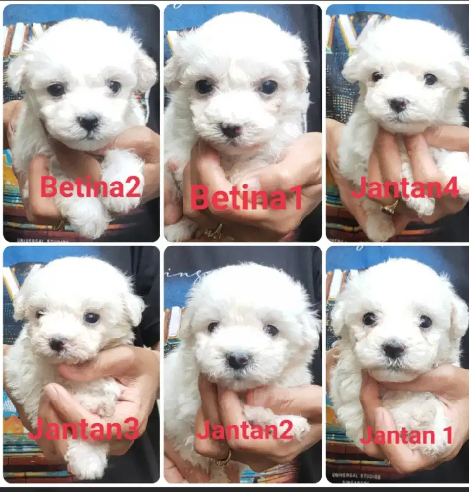 DI JUAL MURAH BICHON FRISE STAMBUM VAKSIN KUALITAS BAGUS