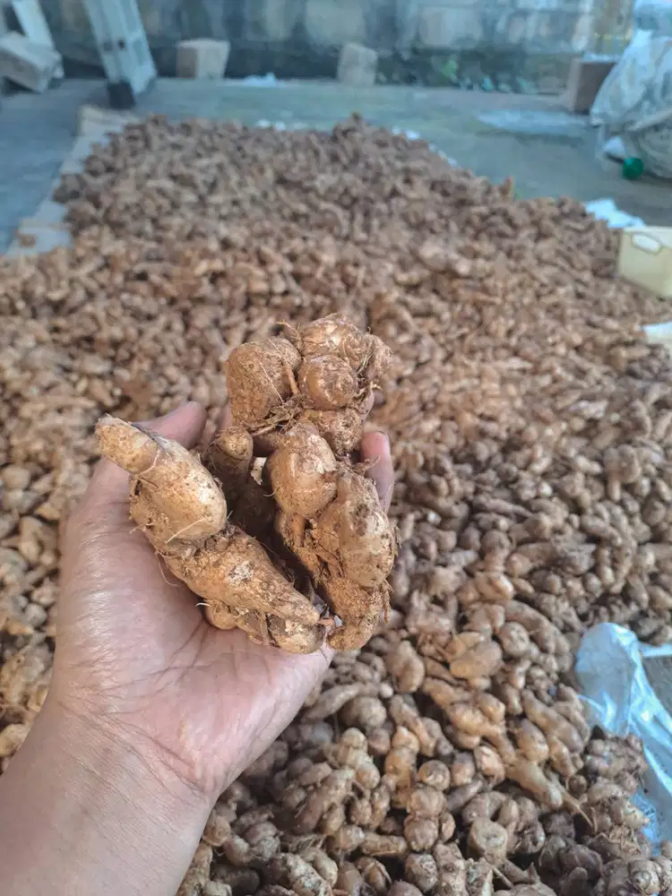 Kencur Tua Lokal Bagus Segar 1Kg Asli Bagus