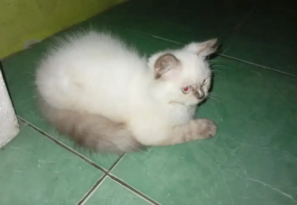 Kucing Ras Anggora Persia Himalaya