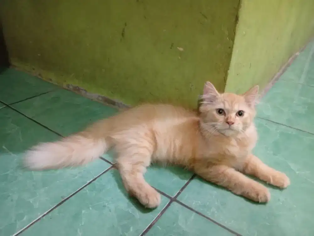 Kucing Ras Anggora Persia