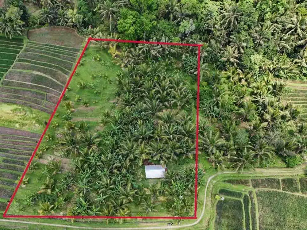 Di jual tanah kebun dengan view sawah dan gunung