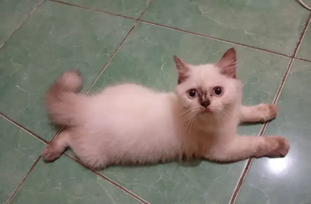 Kucing Ras Anggora Himalaya