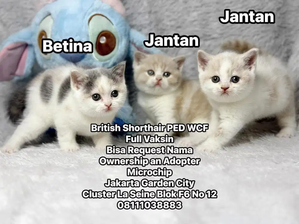 Kucing BSH Betina Bico Blue WCF