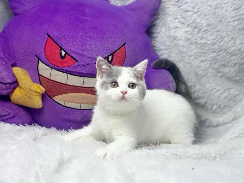 Kucing BSH British Shorthair Betina Calico WCF