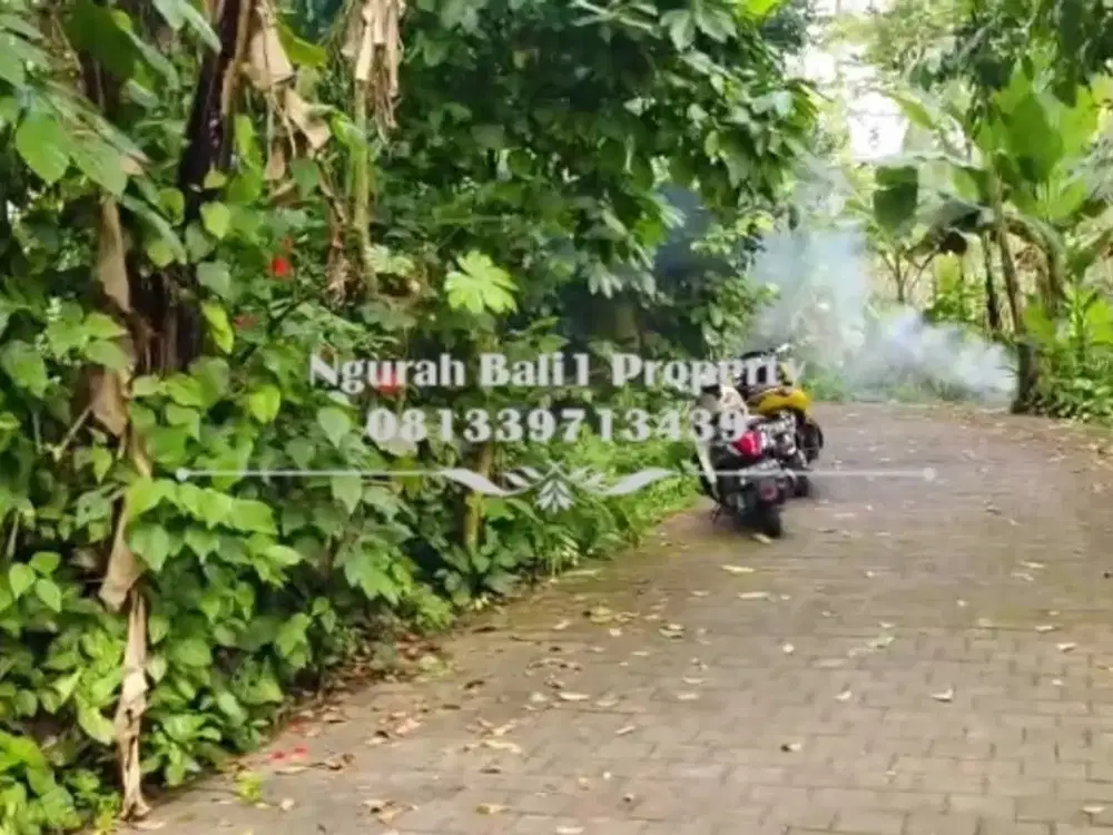 Disewakan Tanah Murah Luas 2000 m2 View Jugle di Tegallalang Ubud