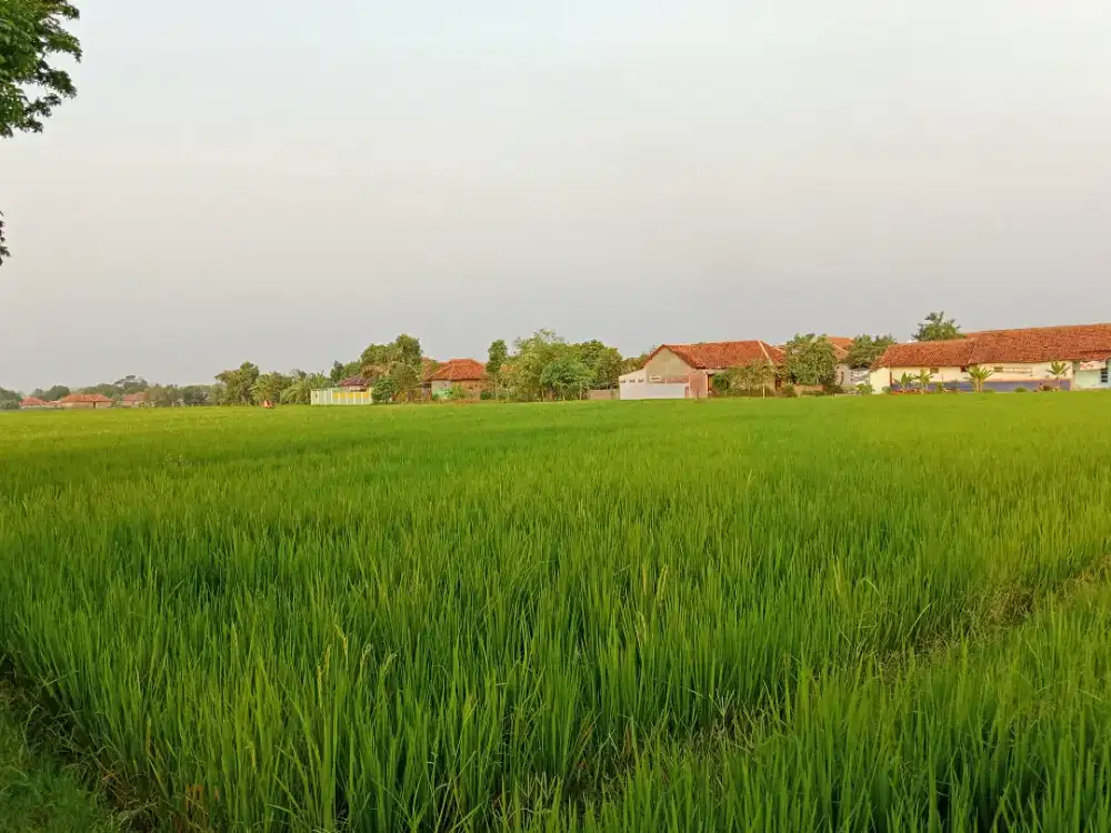 Tanah Sawah 200 rb/m di Palimanan