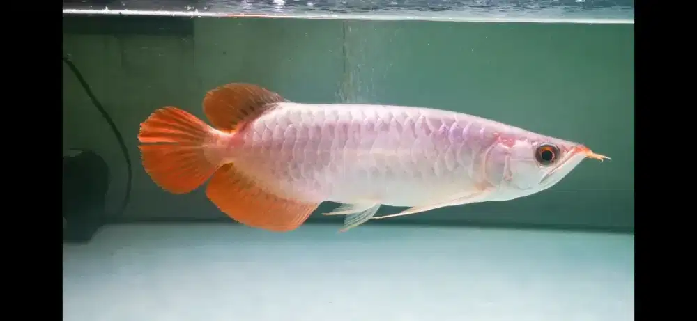 Arwana super red MURAH