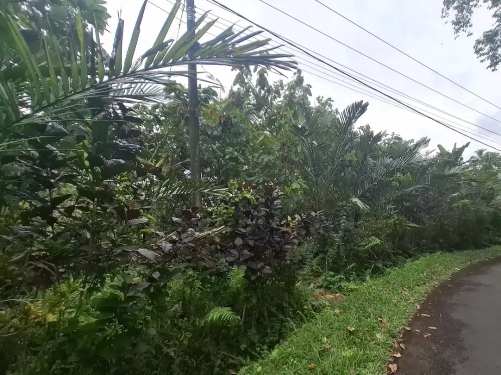 Dijual tanah kebun salak di selemadeg tabanan bali