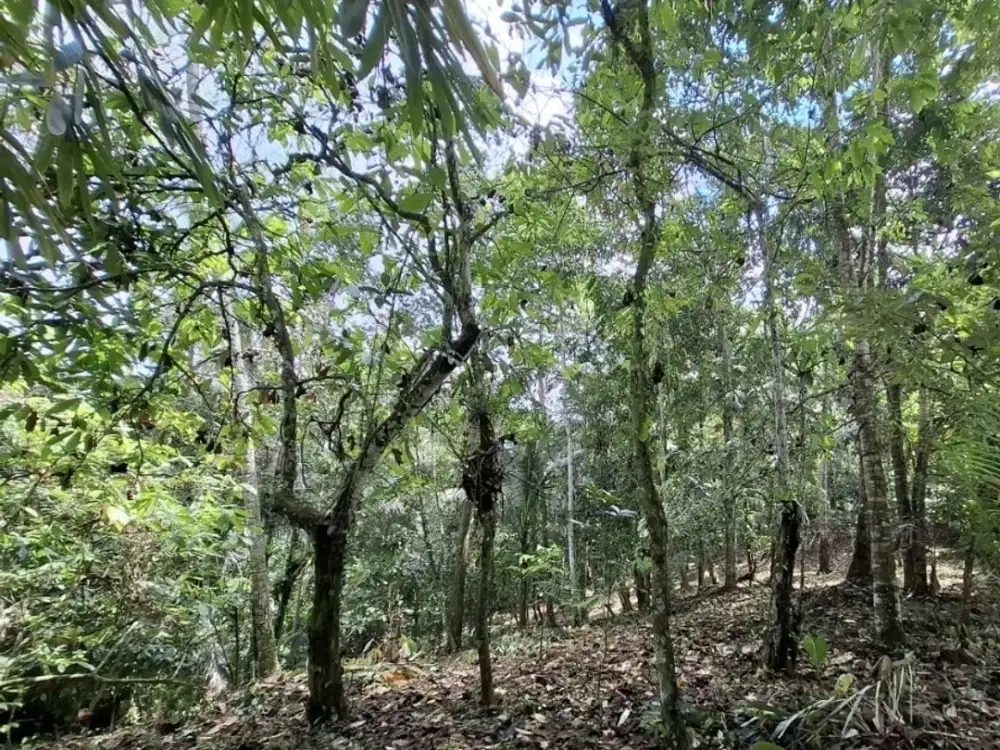 Dijual tanah kebun di kelilingi saluran air