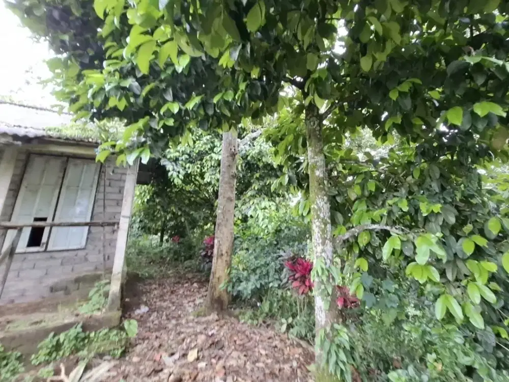 Dijual tanah kebun murah los sungai jernih sangat BUC