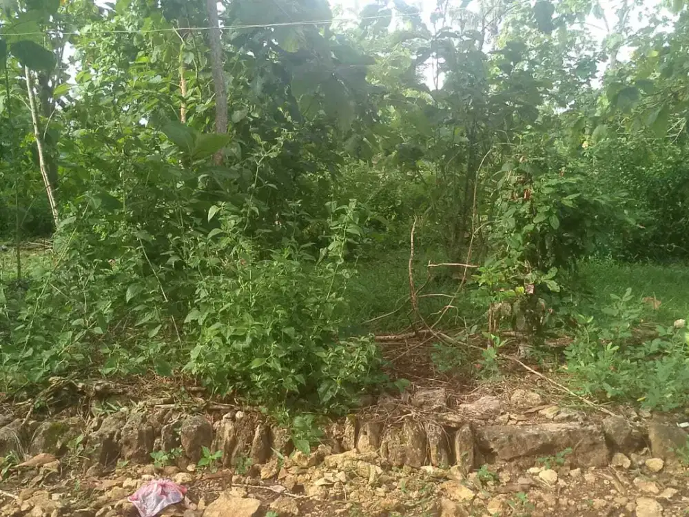 DIJUAL TANAH COCOK UNTUK KANDANG DEKAT SMP N 1 LENDAH JK13230