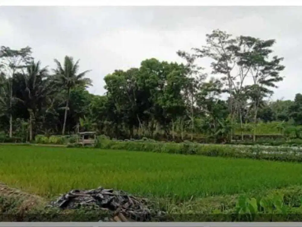 DIJUAL SAWAH DI SLEMAN DEKAT JALAN PALAGAN PURWOBINANGUN JK13234