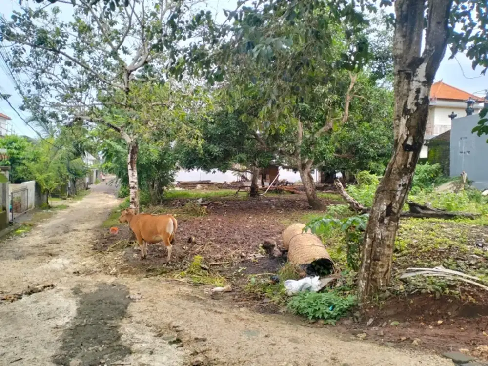 Tanah 5,5 Are Belong Keker, Jimbaran