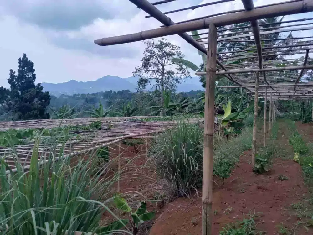 lahan view gunung di megamendung