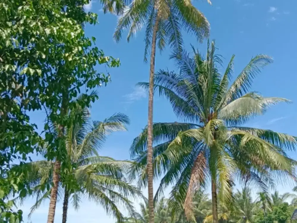 tanah 7100 meter dekat pantai tanjung setia krui peisisir barat