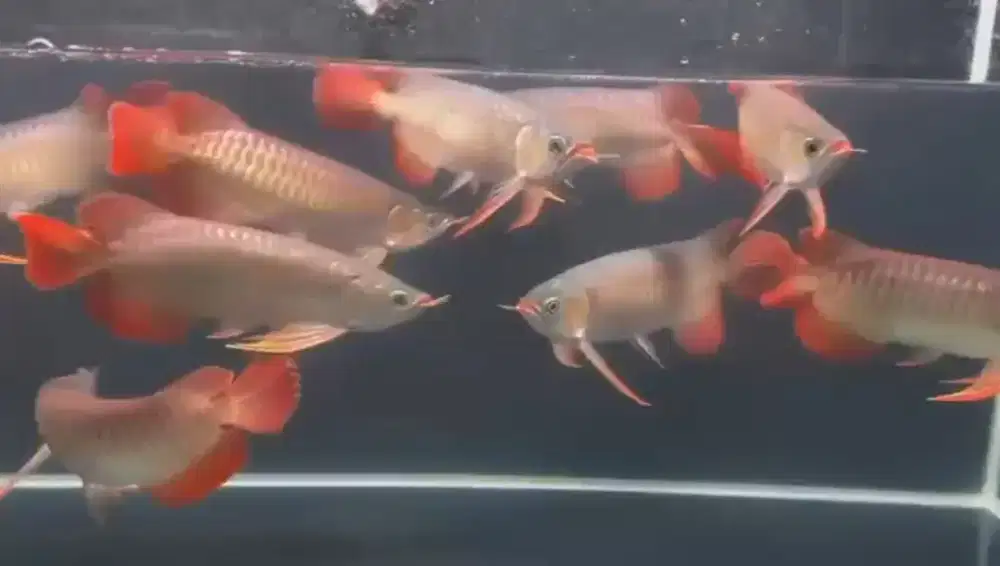 Partai Super Red Special Dayung Setan 33-35cm