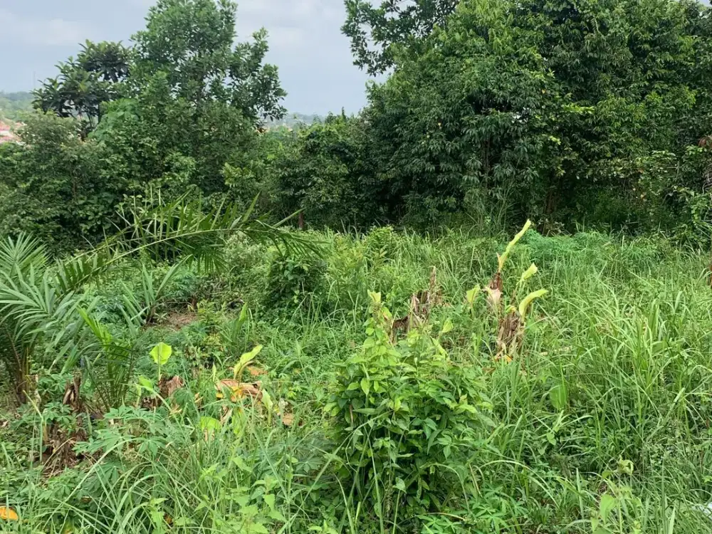 Dijual Tanah Luas 6655 m2  di Desa Umban Sari , Riau