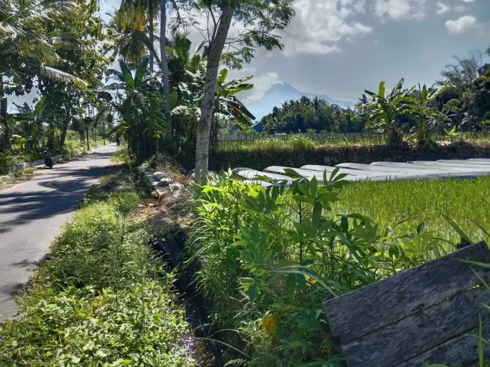 Dijual Tanah Sawah di Candi Binangun Cangkringan